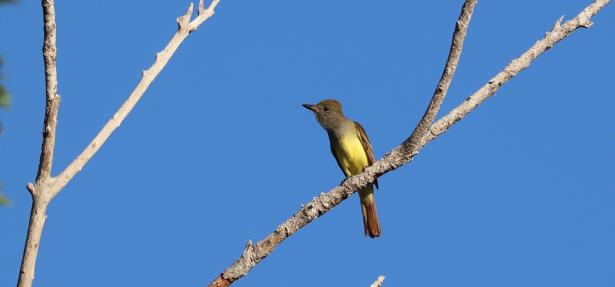 Great Crested Flycatcher - ML641247332