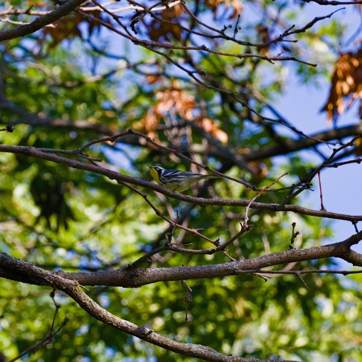 Yellow-throated Warbler - ML641247335