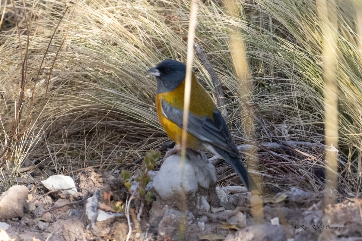 Peruvian Sierra Finch - ML641247344