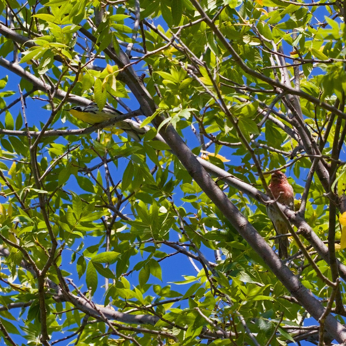 Yellow-throated Warbler - ML641247349