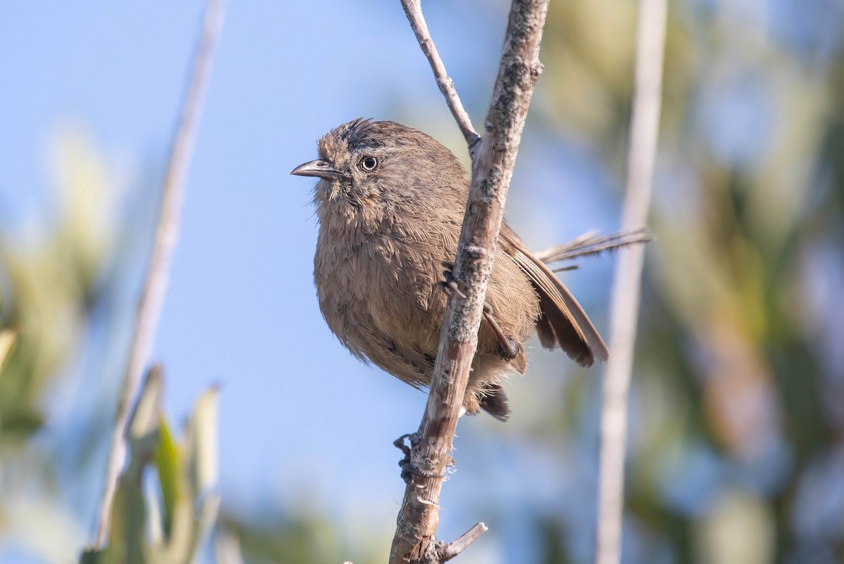 Wrentit - ML641247361