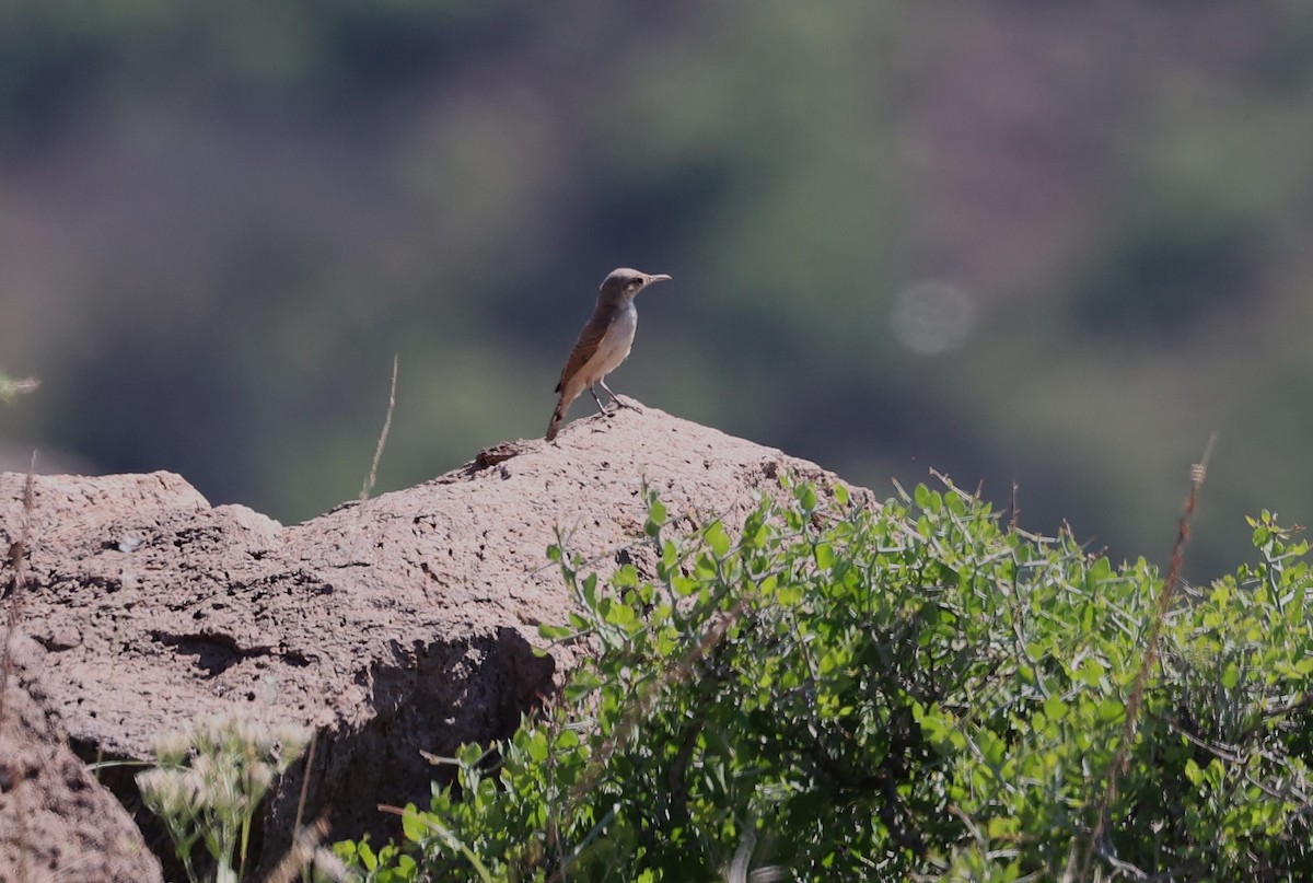 Rock Wren - ML641247370