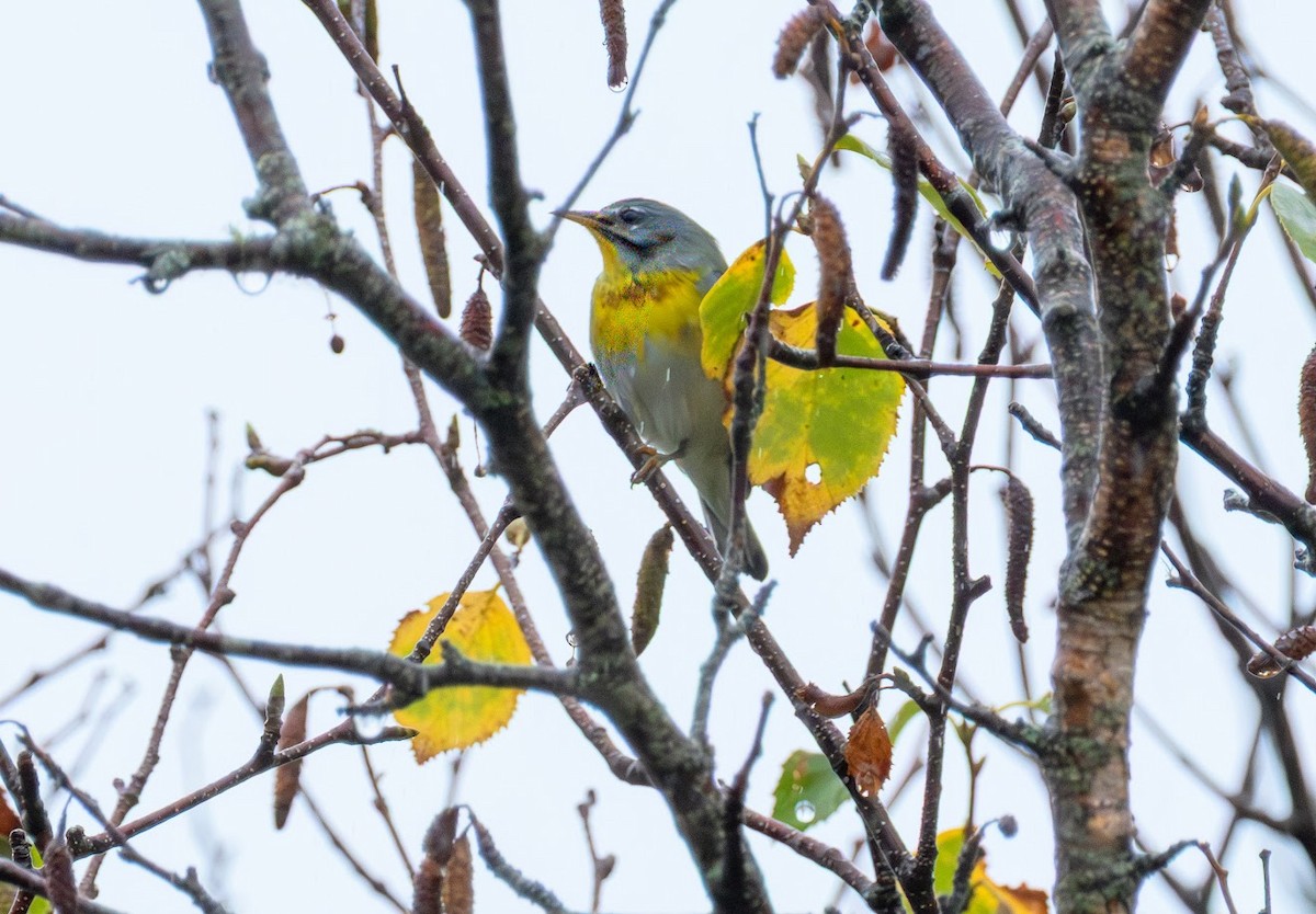Northern Parula - ML641247371