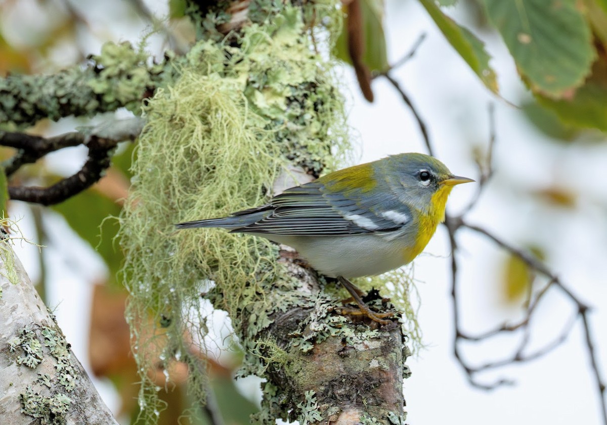 Northern Parula - ML641247372