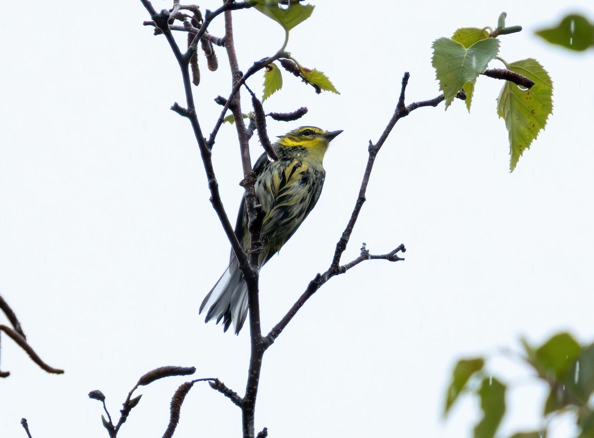 Black-throated Green Warbler - ML641247380
