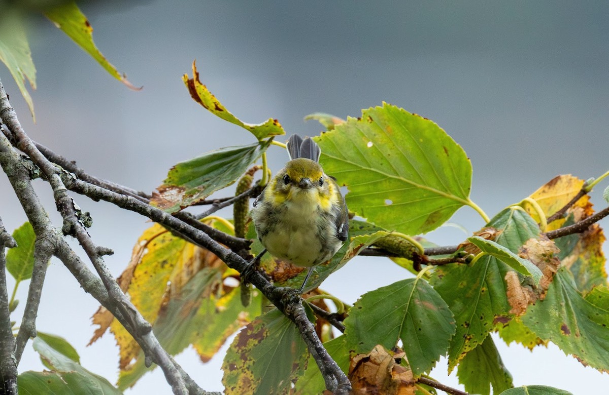 Black-throated Green Warbler - ML641247382