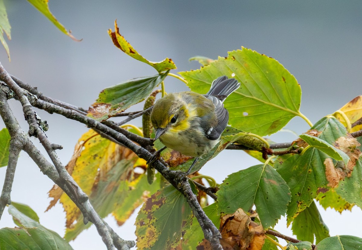 Black-throated Green Warbler - ML641247383