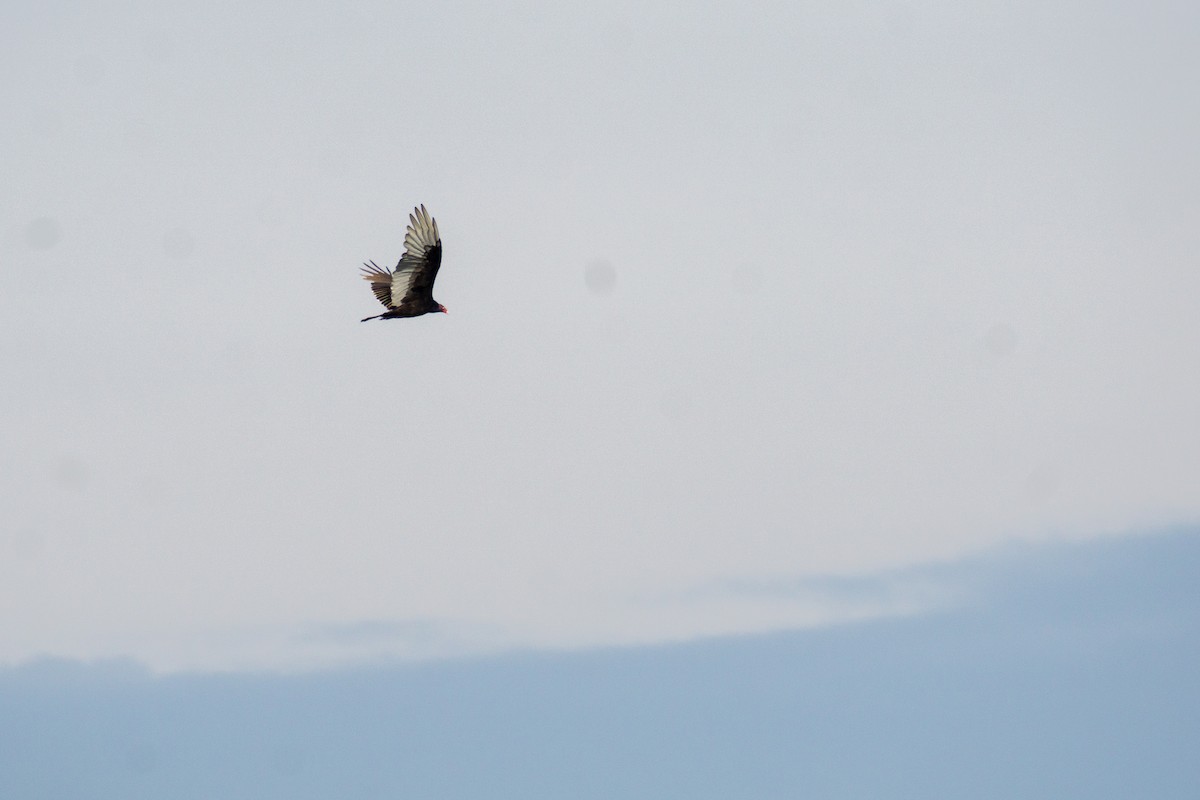 Turkey Vulture - ML641247395
