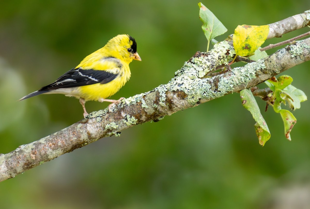 American Goldfinch - ML641247399