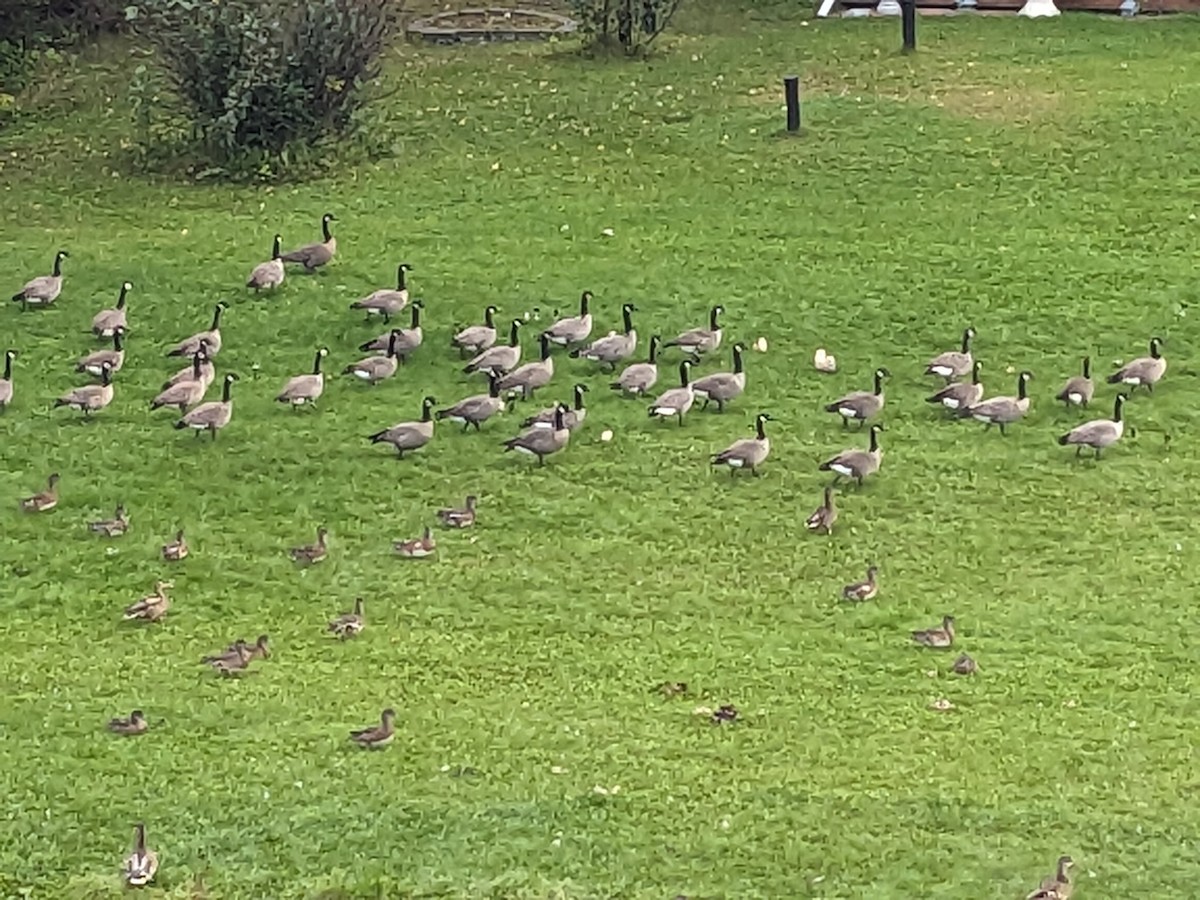 Canada Goose - ML641247440