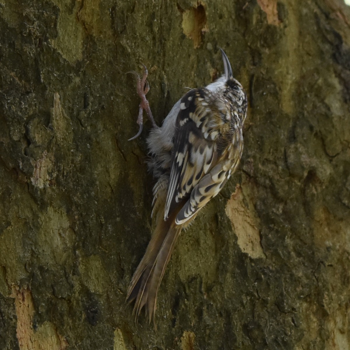 Brown Creeper - ML641247451