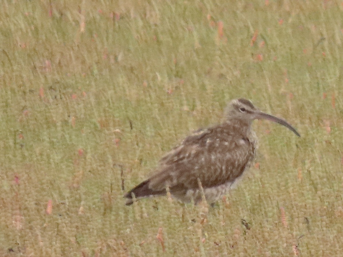 Whimbrel (European) - ML641247474
