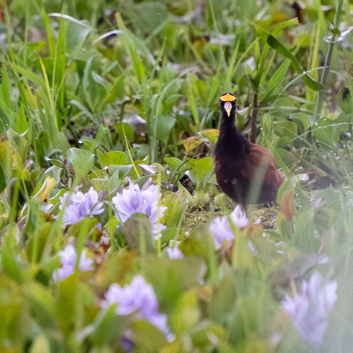 Jacana du Mexique - ML641247494