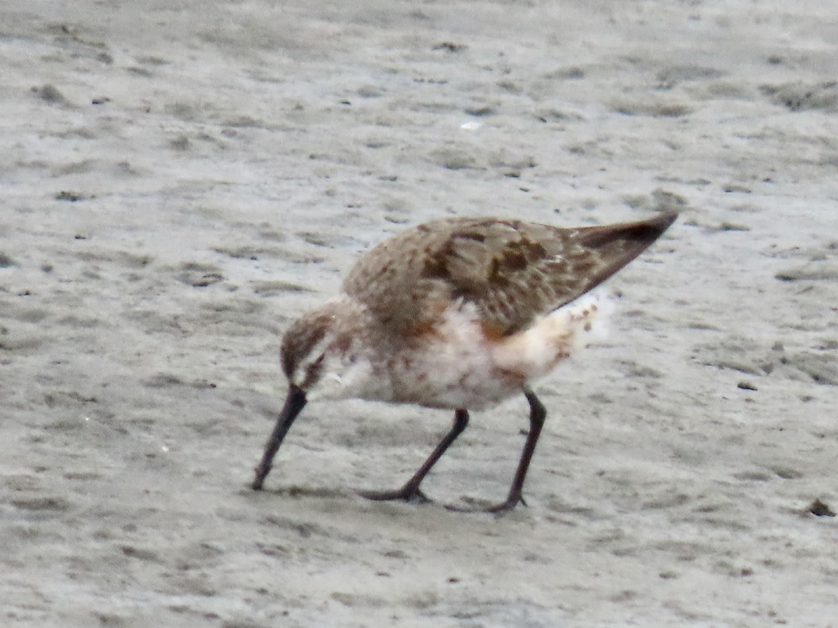 Curlew Sandpiper - ML641247503