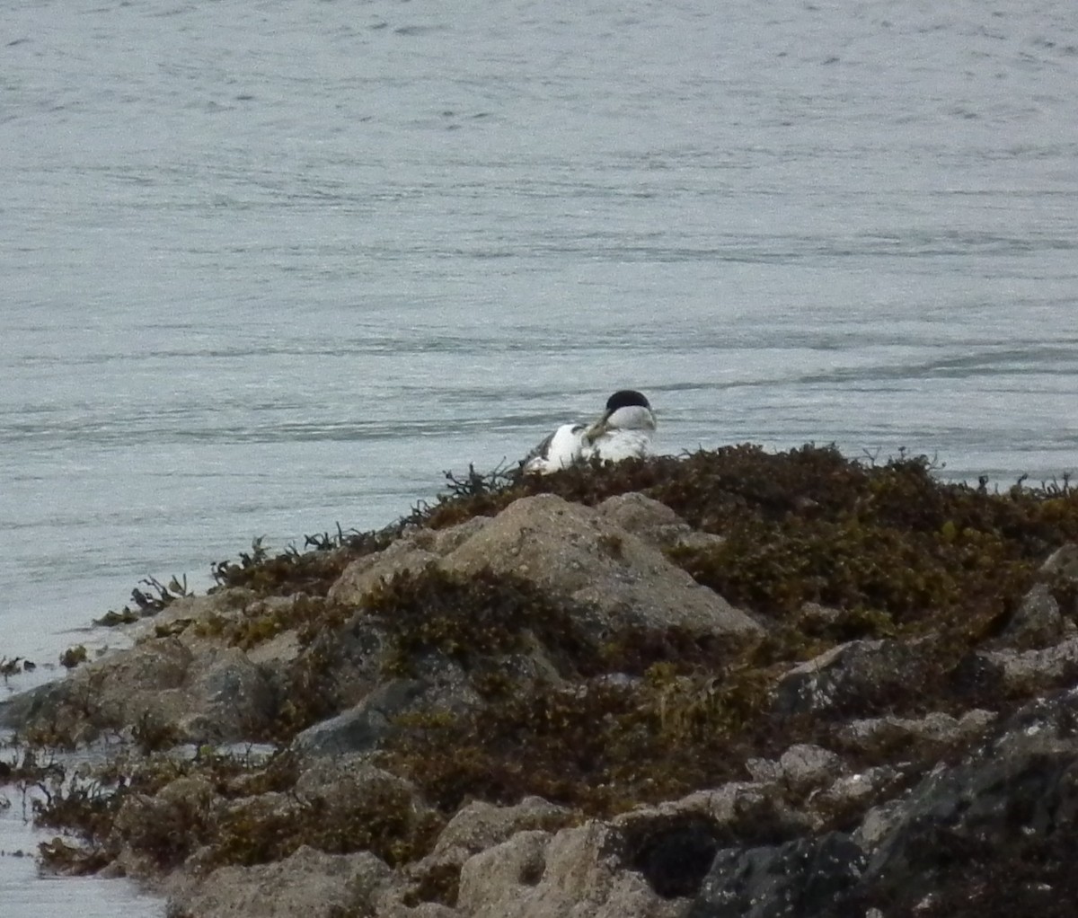 Common Eider - ML641247513