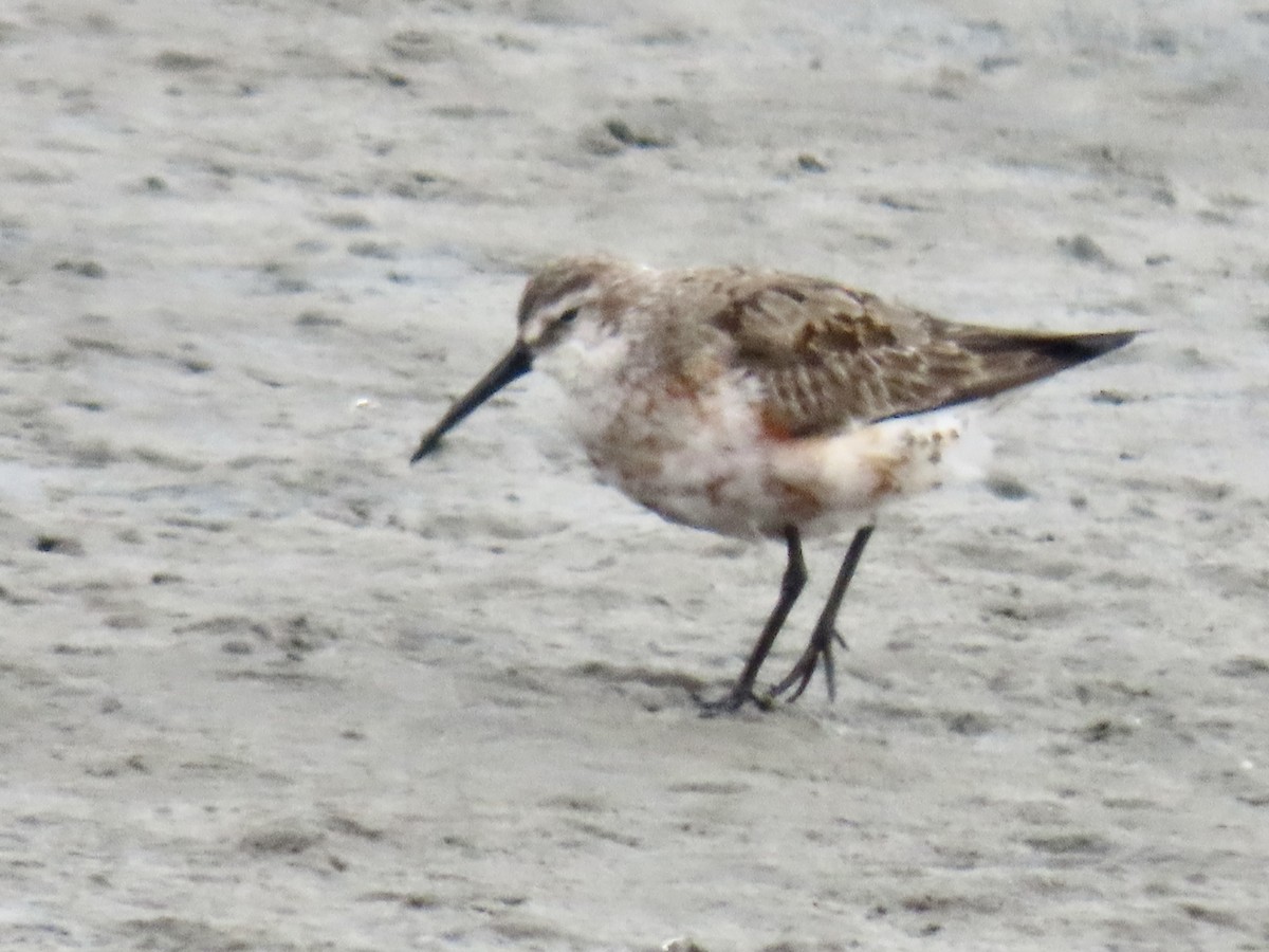 Curlew Sandpiper - ML641247526