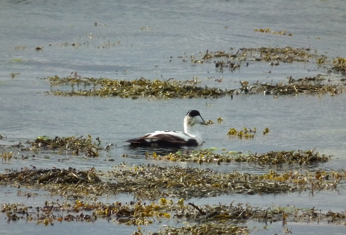 Common Eider - ML641247533