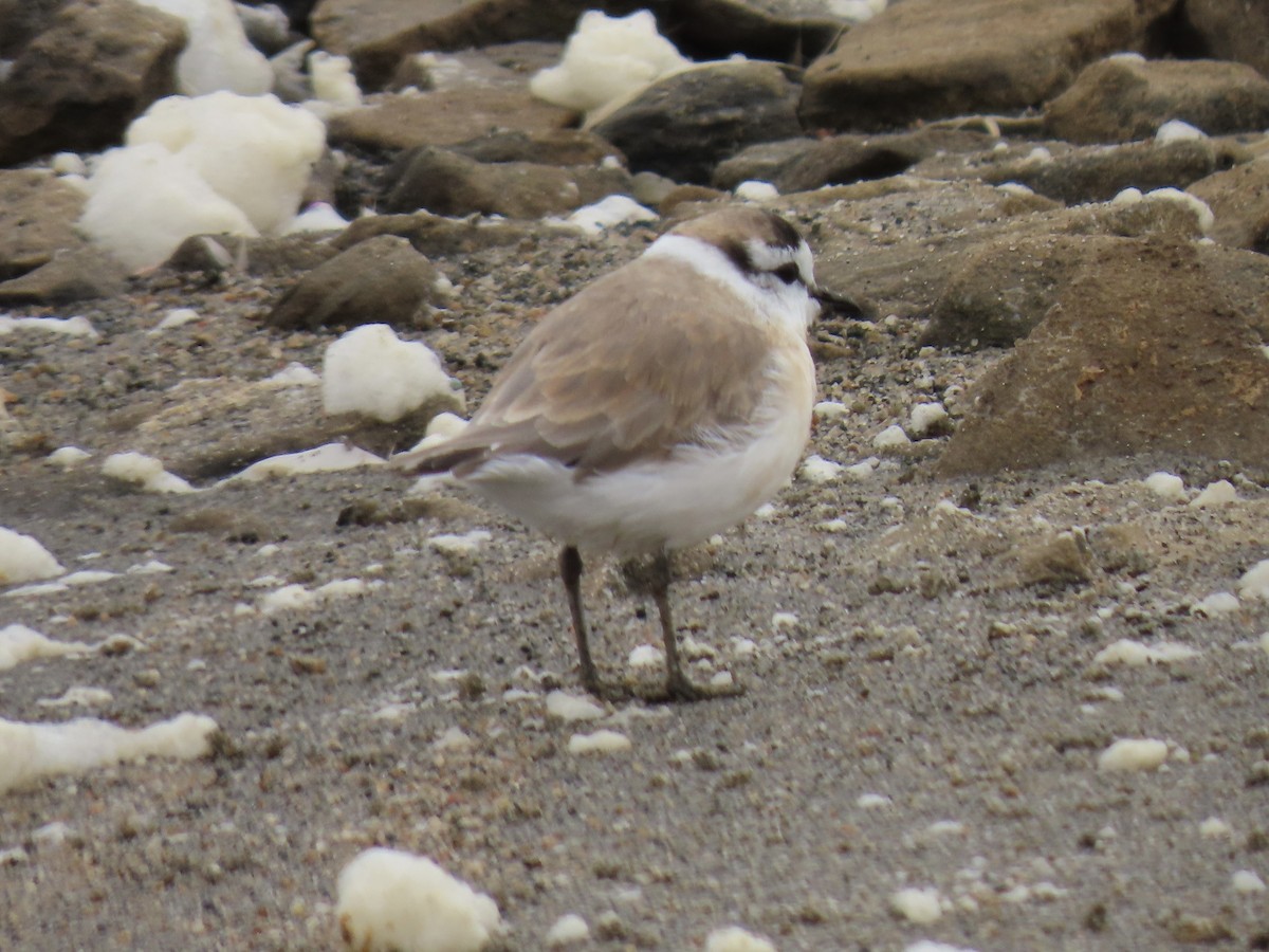 White-fronted Plover - ML641247553