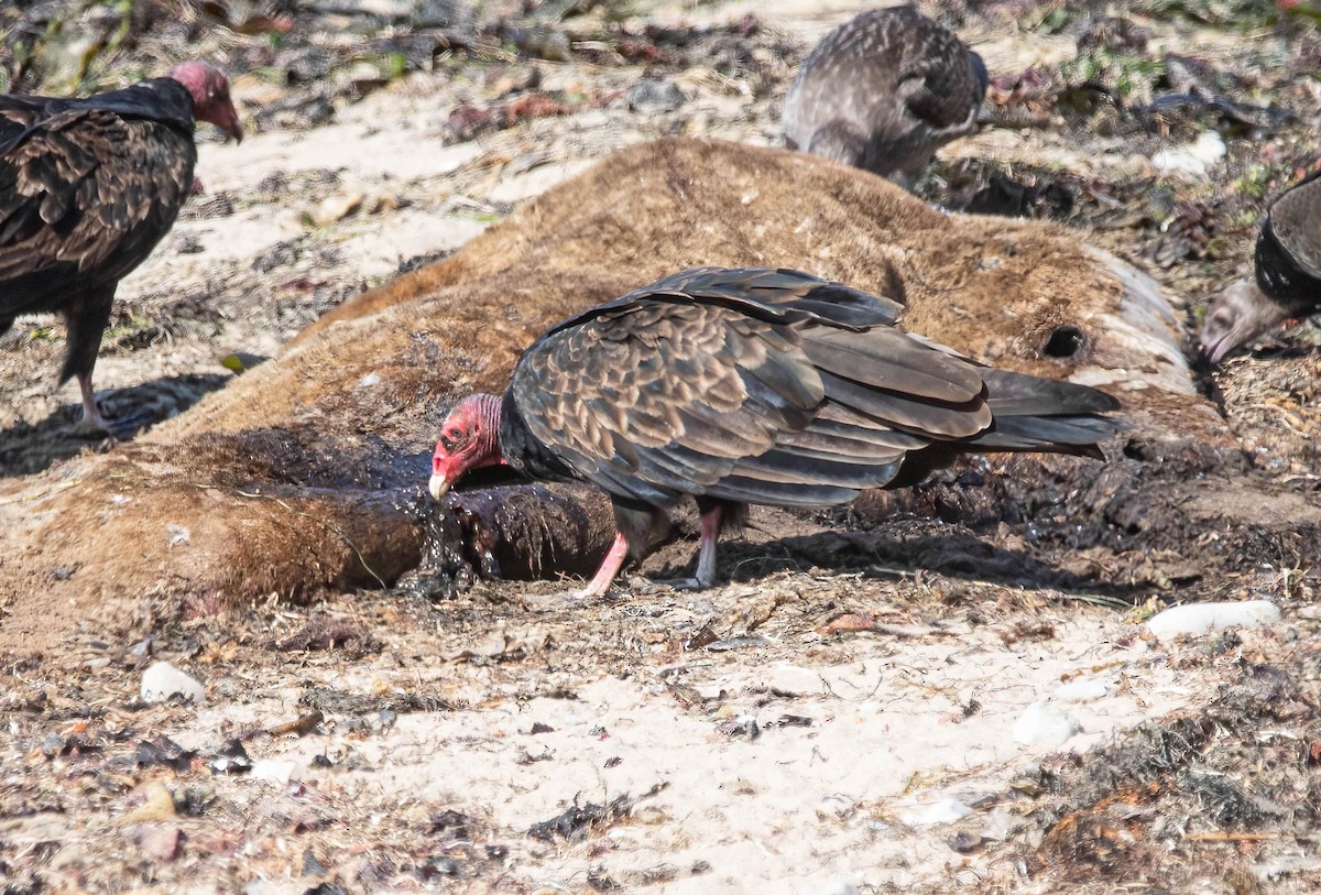 Turkey Vulture - ML641247588