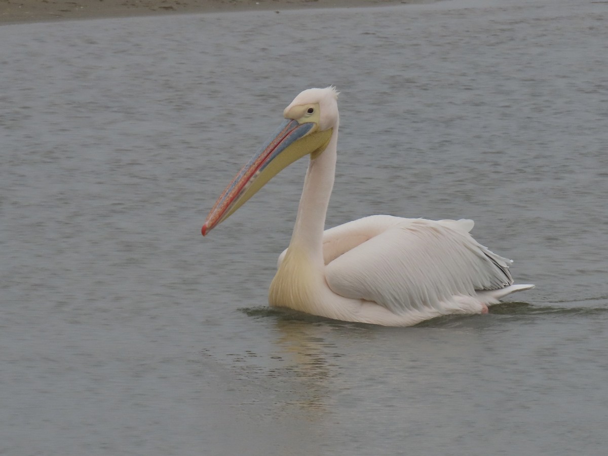 Great White Pelican - ML641247607