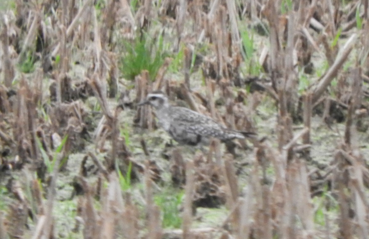 American Golden-Plover - ML641247615