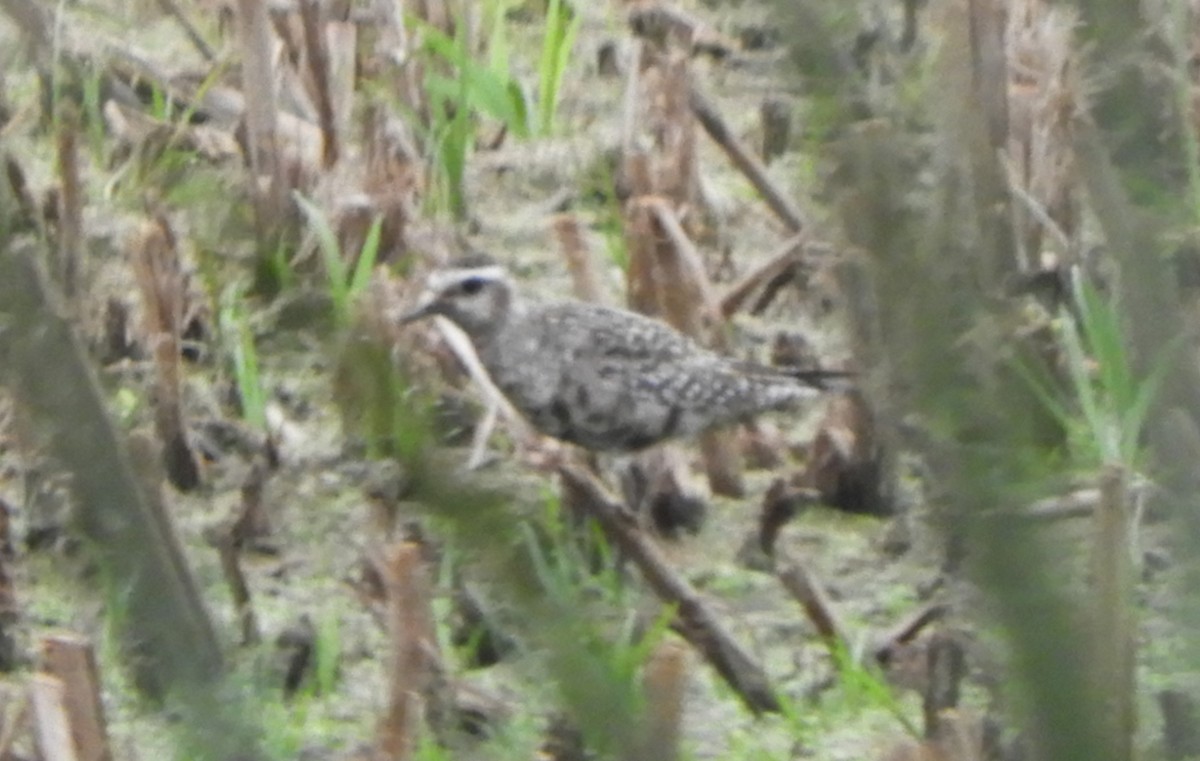 American Golden-Plover - ML641247616