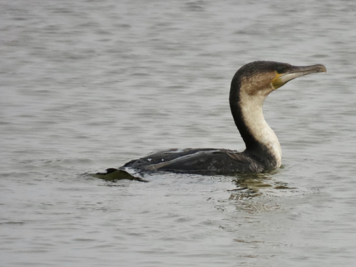 Great Cormorant (White-breasted) - ML641247630