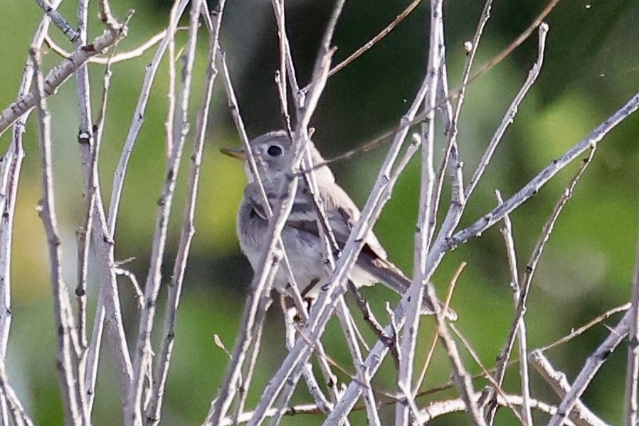 Gray Flycatcher - ML641247648
