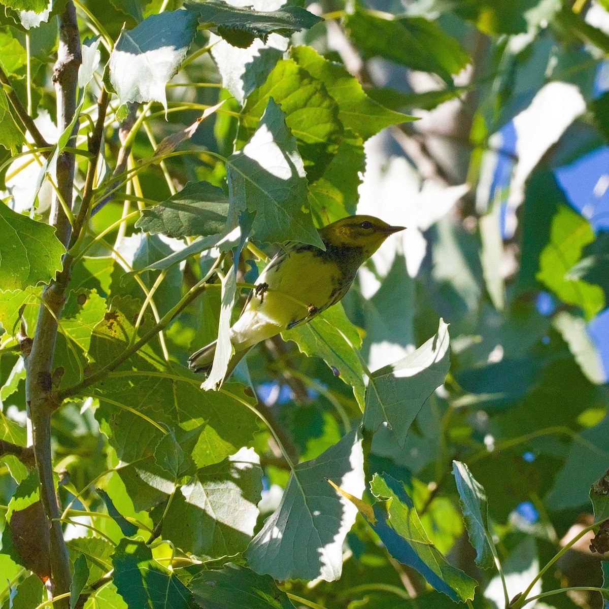 Black-throated Green Warbler - ML641247654