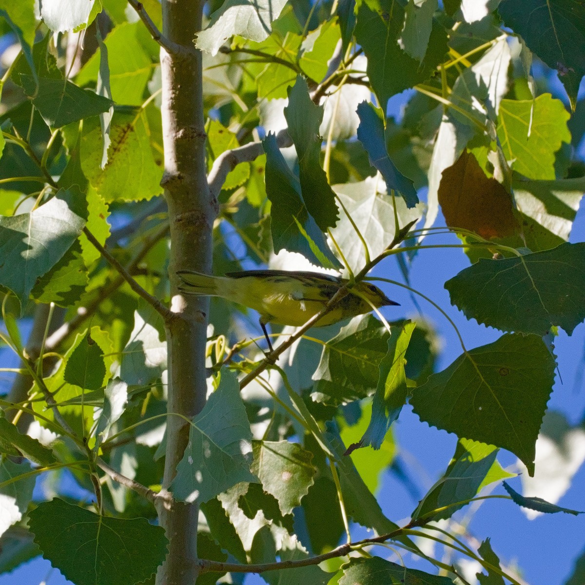 Black-throated Green Warbler - ML641247668