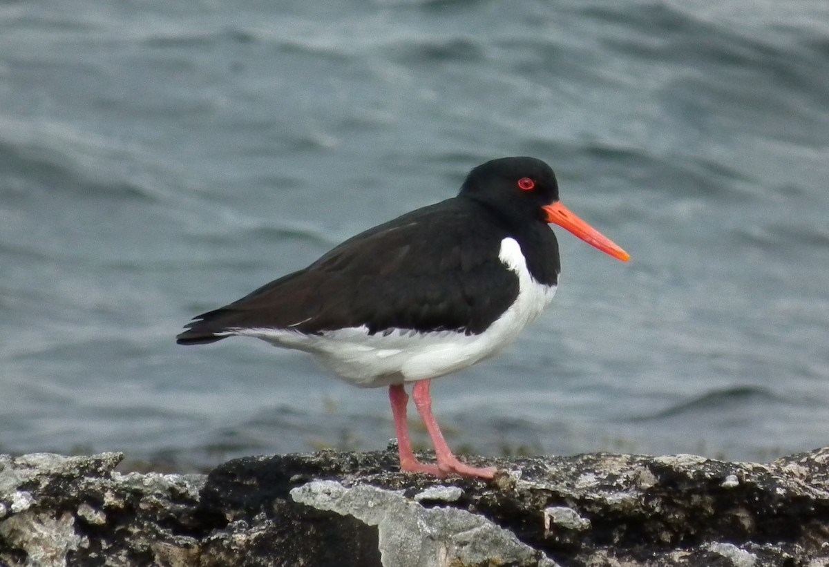 Eurasian Oystercatcher - ML641247669