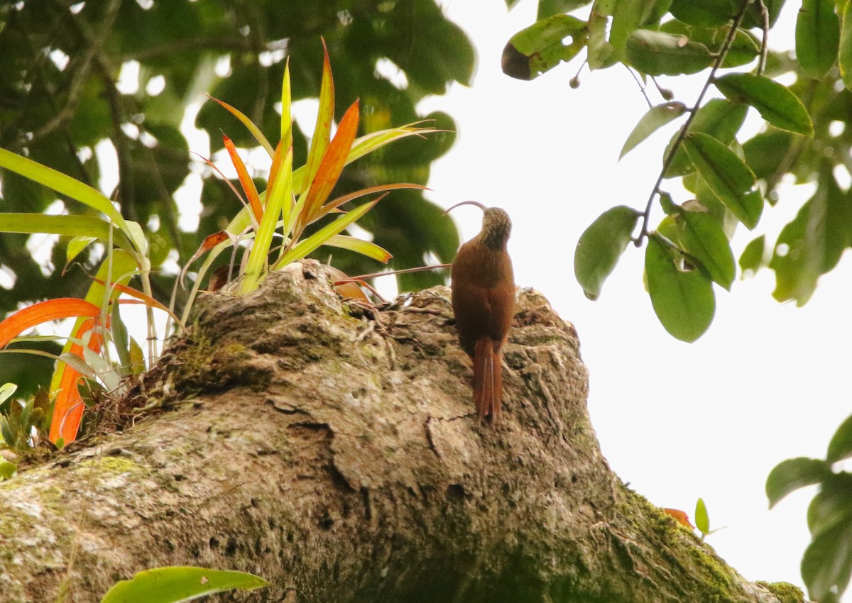 brunbuetreløper - ML641247672