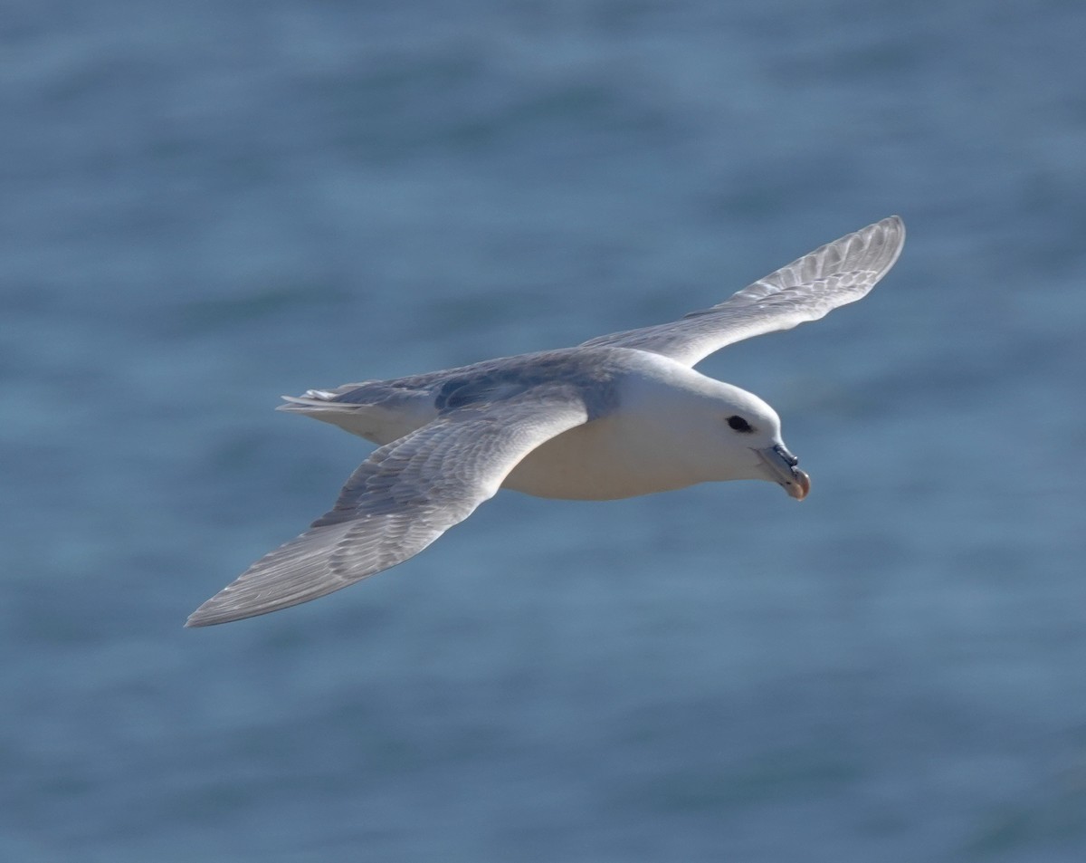 Northern Fulmar - ML641247680