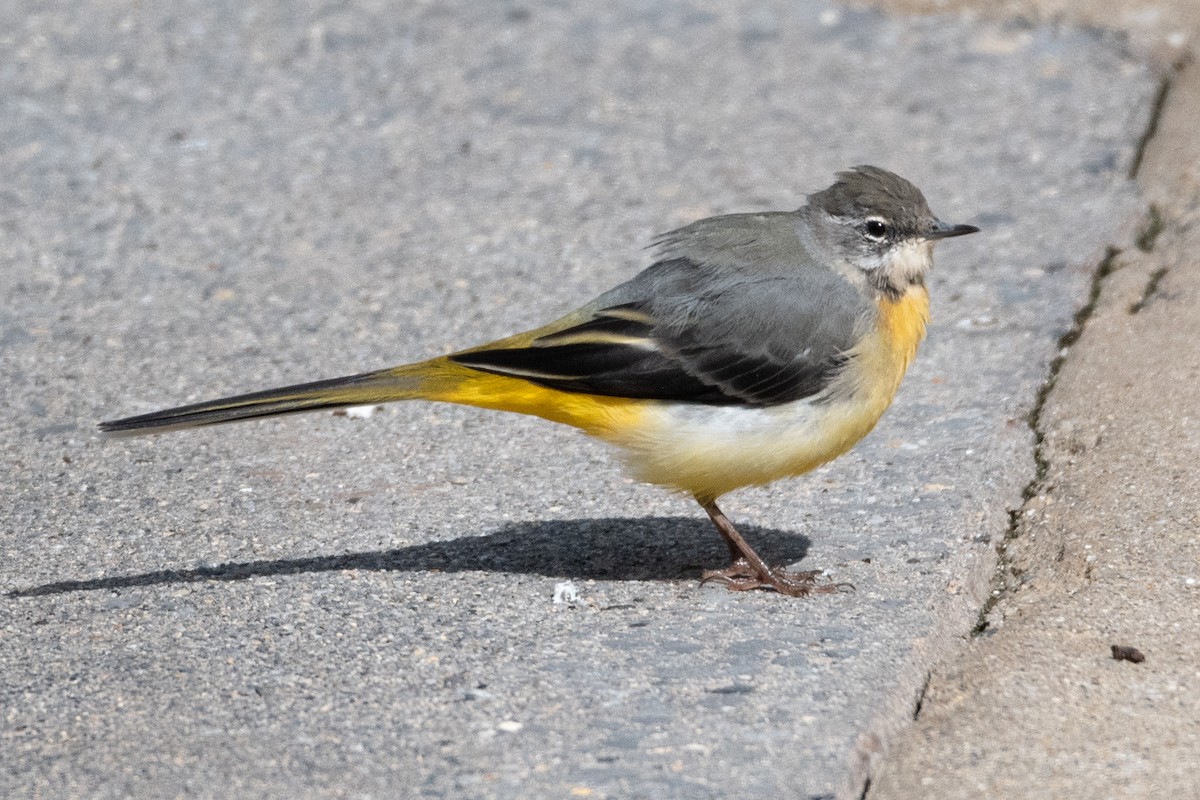 Gray Wagtail - ML641247683