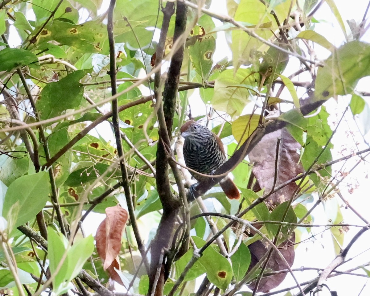 Lined Antshrike - ML641247693