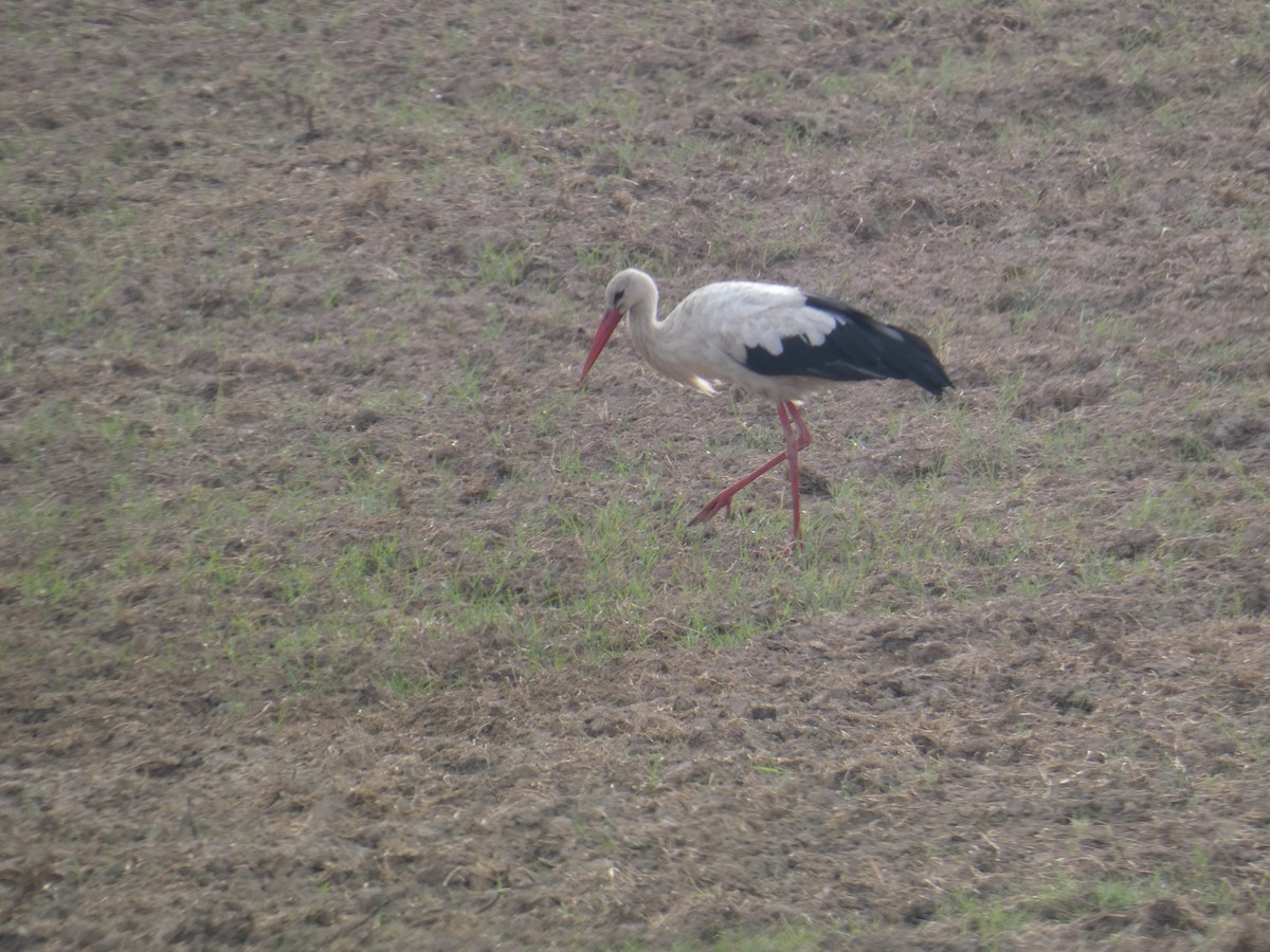 White Stork - ML641247717