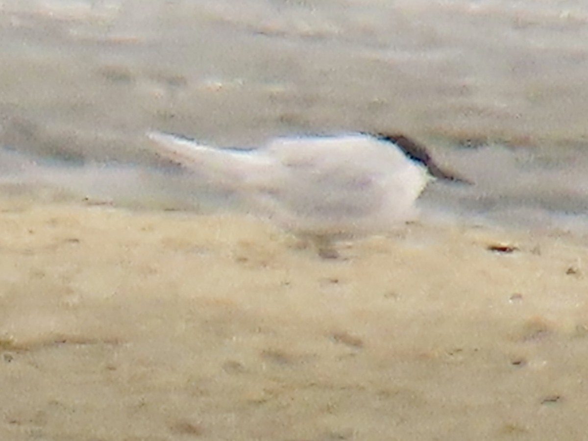 Damara Tern - ML641247721