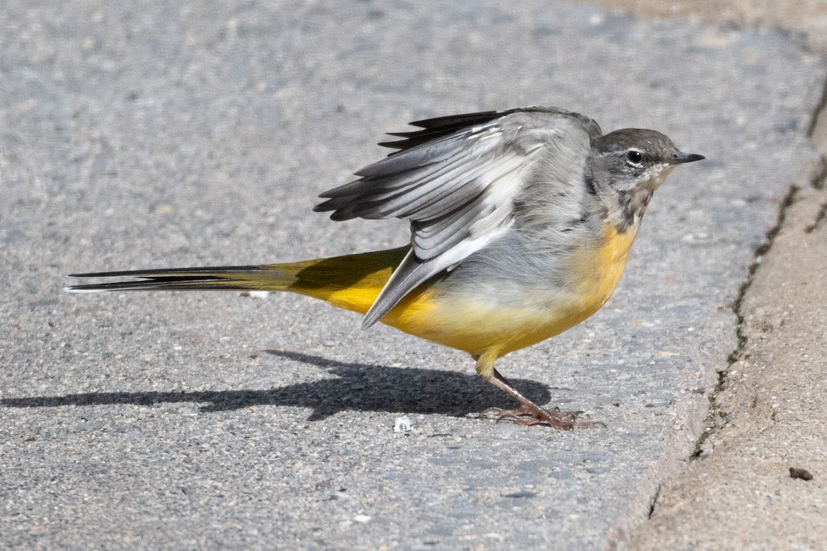 Gray Wagtail - ML641247769