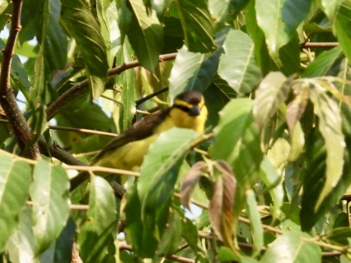 Black-necked Weaver - ML641247827