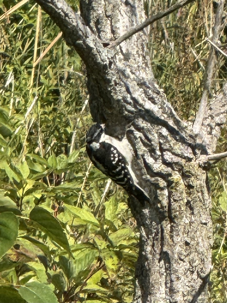 Downy Woodpecker - ML641247833