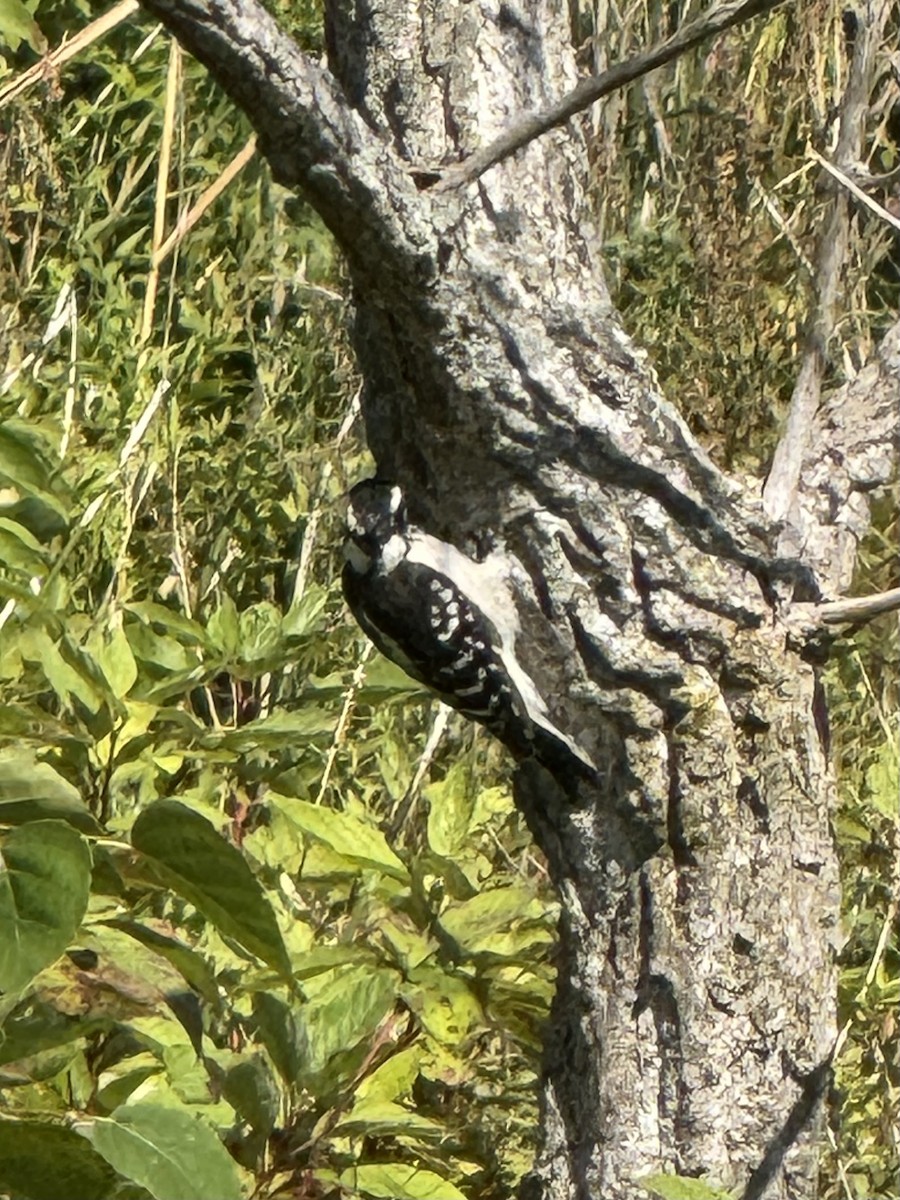 Downy Woodpecker - ML641247834