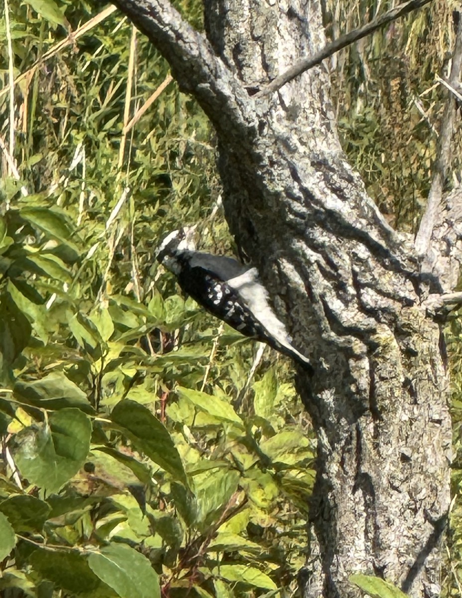 Downy Woodpecker - ML641247835
