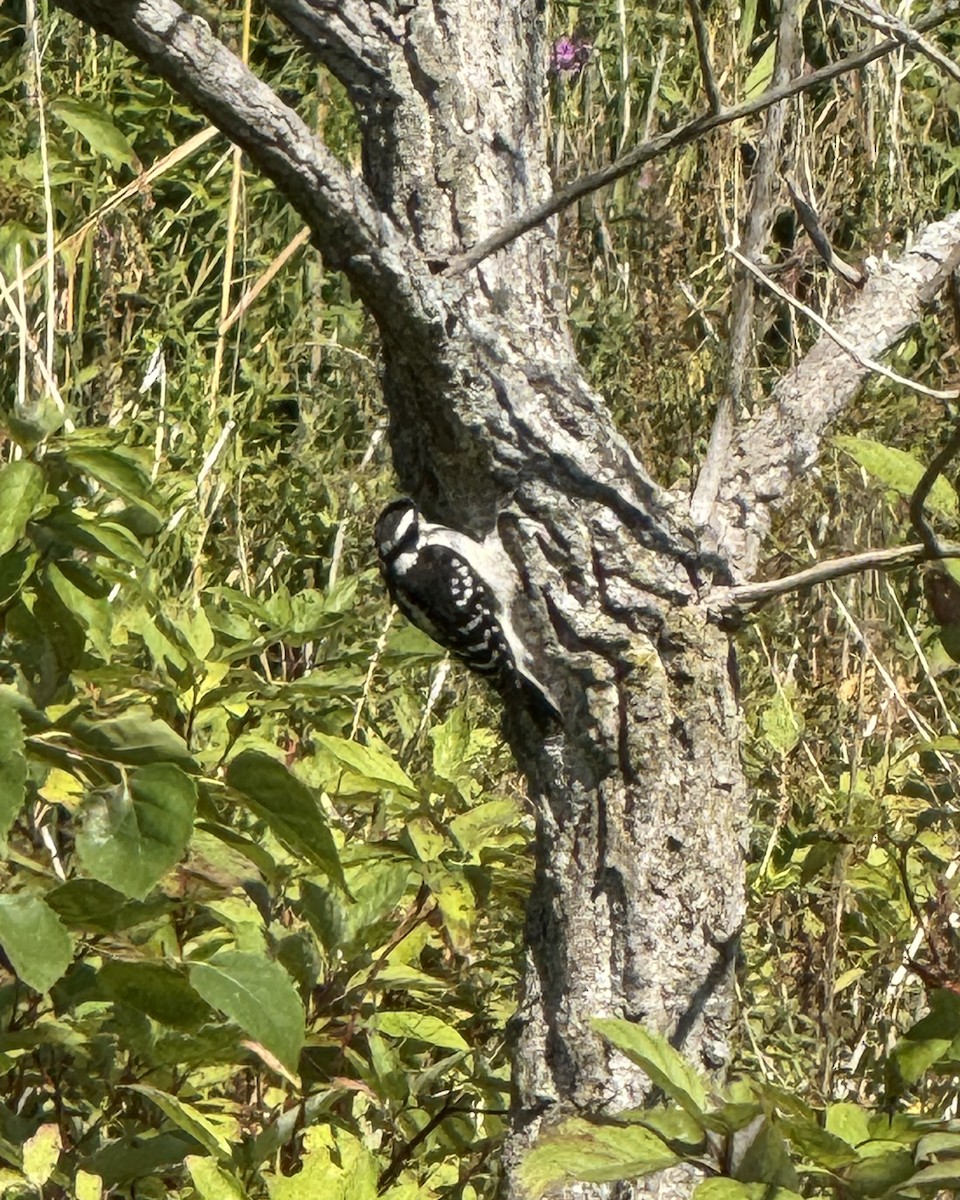 Downy Woodpecker - ML641247844