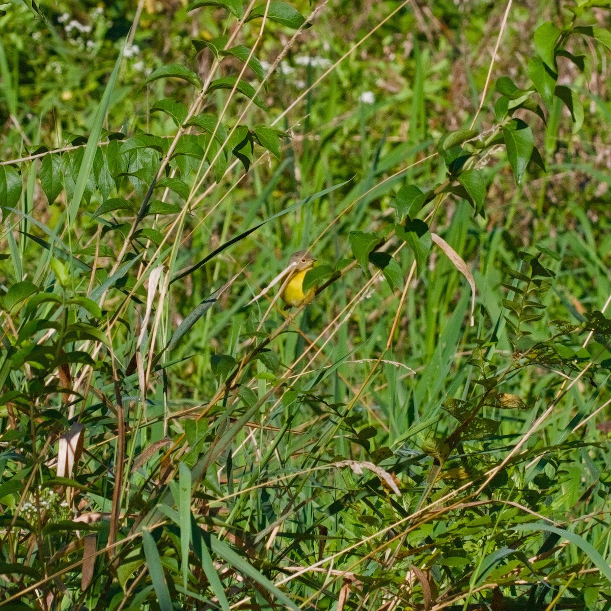 Nashville Warbler - ML641247854