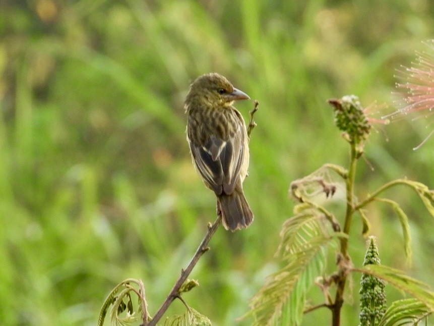 Vieillot's Black Weaver - ML641247888