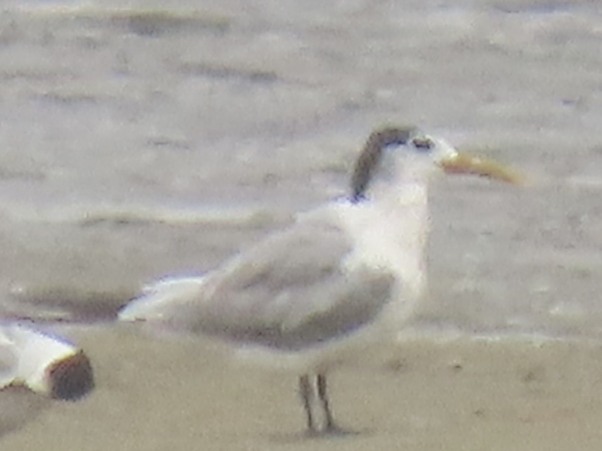 Great Crested Tern - ML641247904