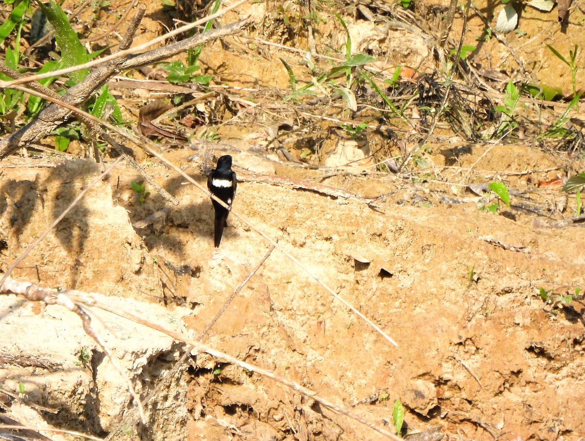 White-banded Swallow - ML641247917