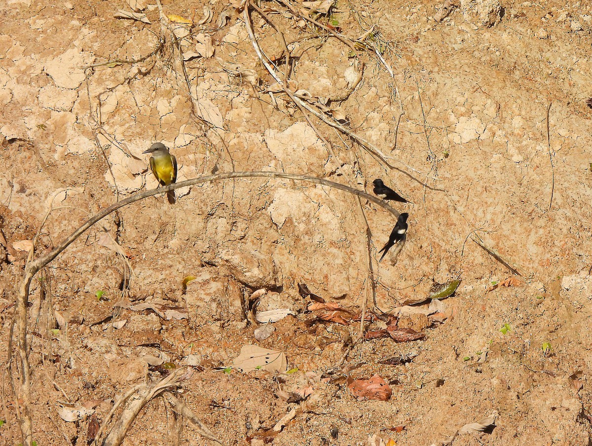 White-banded Swallow - ML641247918