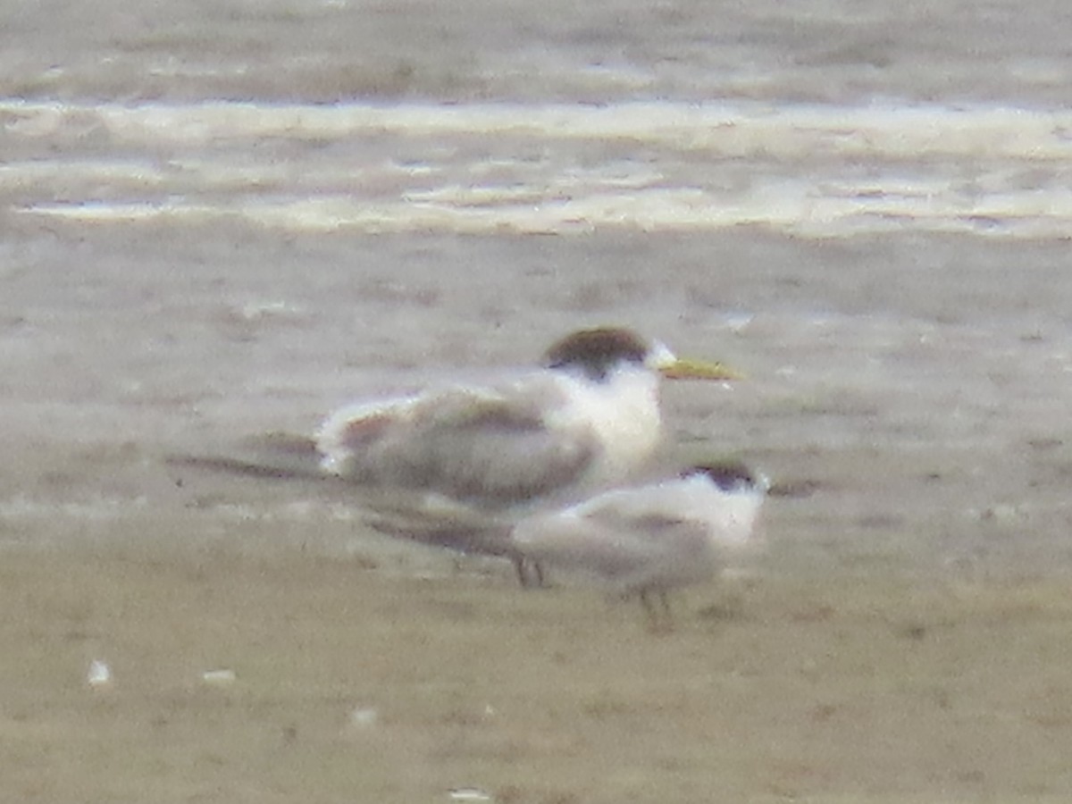 Great Crested Tern - ML641247934
