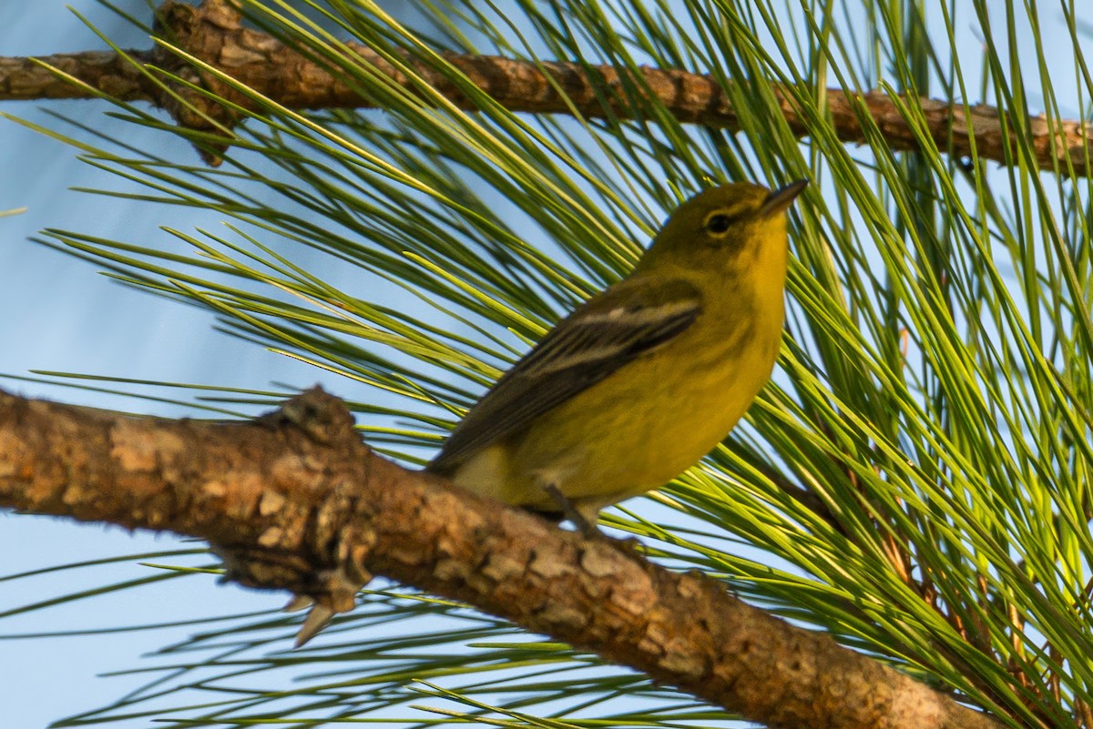 Pine Warbler - ML641247935